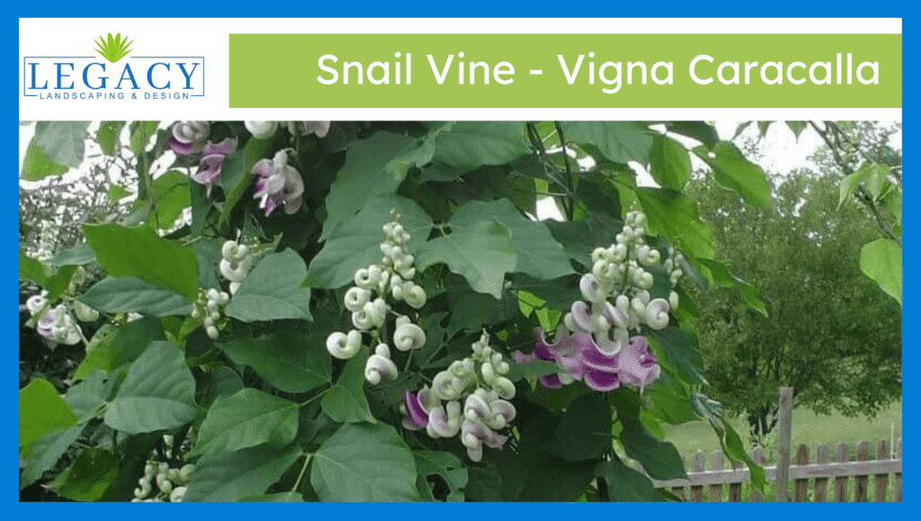Snail Vine - Vigna Caracalla