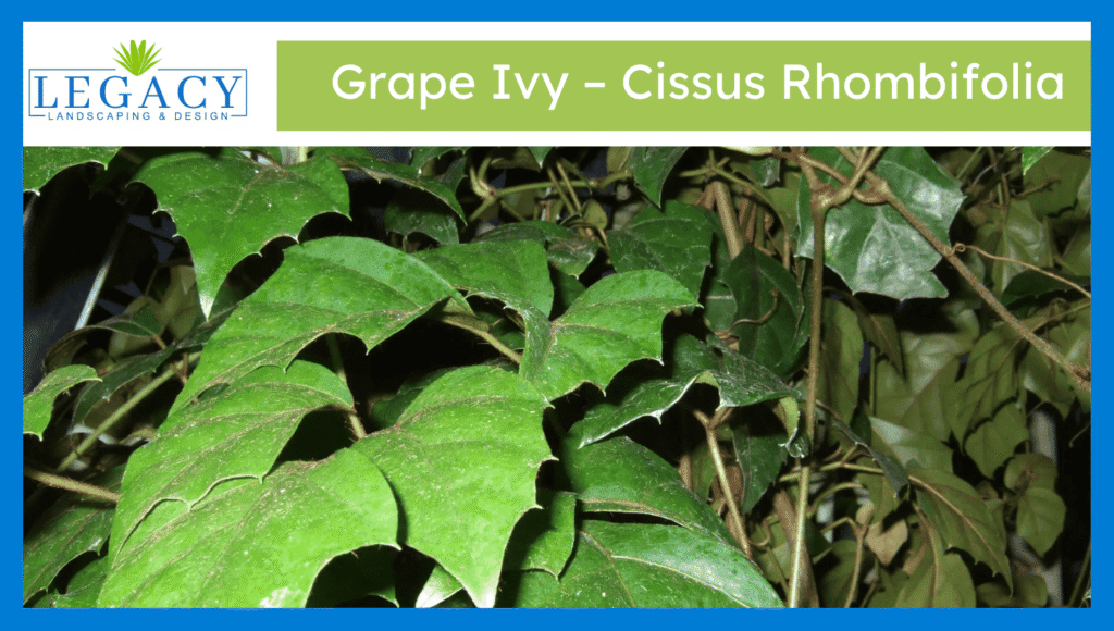 Grape Ivy