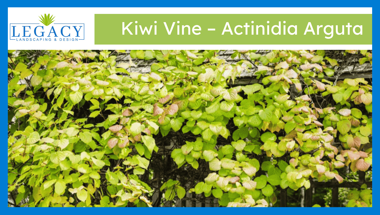 Kiwi Vine – Actinidia Arguta