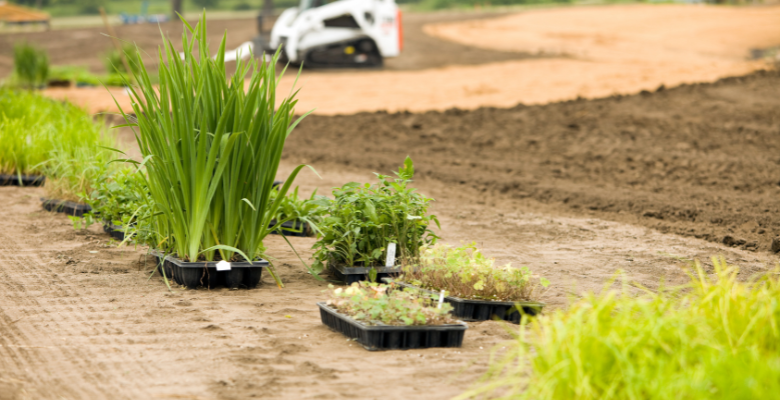 Commercial Landscape Planting Tucson