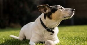 Pet Frindly Area Turf Artificial grass